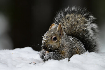 Fototapeta premium Close up of a Grey Squirrel in the snow eating seeds