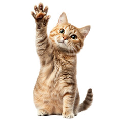 Obraz premium cat isolated on white