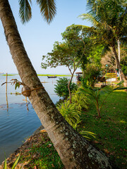 The vegetated shoreline of palm trees and coconut grove at Vembanad Lake south of Kochi in Kerala, India. 