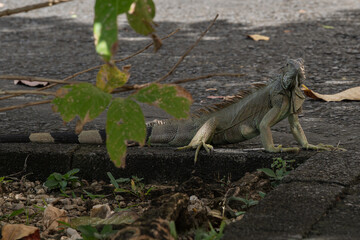 wild lebender Leguan durchstreift die Straßen von Fort-de-France 