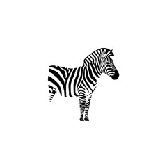 Black and White Illustration of a Zebra Amid a White Background
