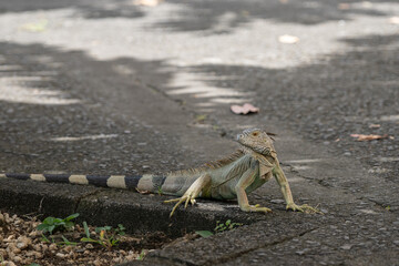 wild lebender Leguan durchstreift die Straßen von Fort-de-France 