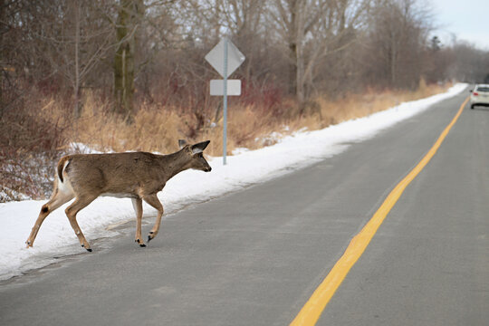 Winter scene of a White-tailed deer crossing a paved road from the snow covered forest 