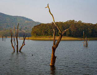 ‘Skeletons’ of dead trees rise from waters of the man-made Periyar Lake in Kerala, India, created when a river was dammed and the forest submerged underwater.