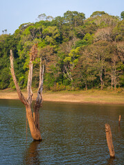 ‘Skeletons’ of dead trees rise from waters of the man-made Periyar Lake in Kerala, India, created when a river was dammed and the forest submerged underwater.