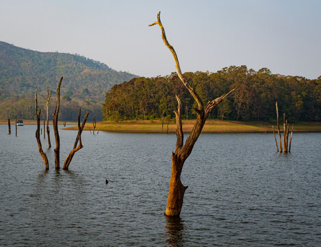 &lsquo;Skeletons&rsquo; of dead trees rise from waters of the man-made Periyar Lake in Kerala, India, created when a river was dammed and the forest submerged underwater.