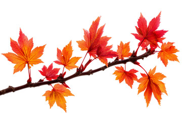 Autumn Maple Branch with Red Leaves Isolated on Transparent or White Background