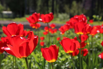 Vibrant red tulips blooming in a sunny garden setting with a blurred background
