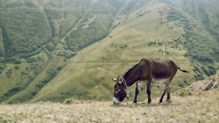 Serene donkey grazing on a hillside with lush green mountains in the background, Georgia