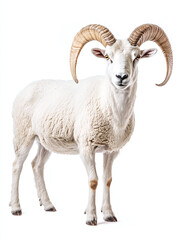 Fototapeta premium Dall sheep isolated on a white or white background , animal.