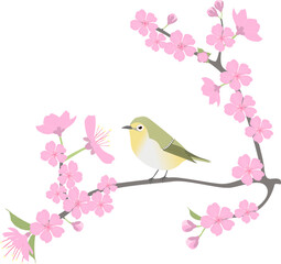 Warbling white-eye bird perched on sakura blossom twig, blooming spring cherry flowers