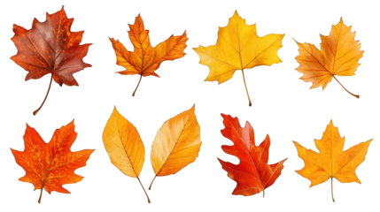 Collection of autumn leaves in different sizes and shapes, isolated on a transparent or white background. --ar 16:9