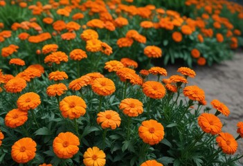 Vibrant orange marigold flowers blooming in a garden, sunny meadow, flowers in garden
