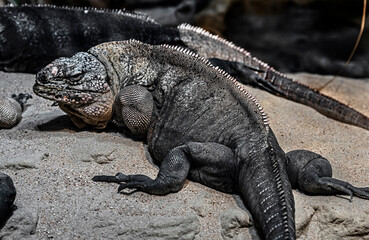 Exuma rock iguana. Latin name - Cyclura cychlura figginsi	
