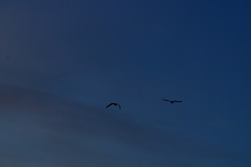 zwei Vögel fliegen im blauen Himmel