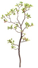 Beautiful Flowering Pomegranate Tree Branch Image