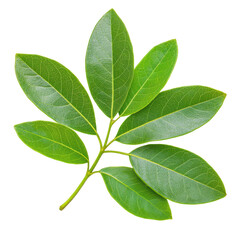 Fototapeta premium Green leaf branch with multiple oval leaves arranged in a fan-like shape. The leaves have visible veins and smooth surfaces, showcasing natural patterns. Isolated on transparent background, png.