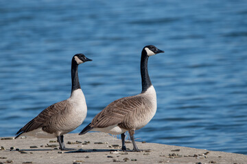 canadian geese on the beach
