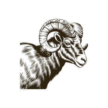 Vintage engraving woodcut mountain sheep vector illustration art design