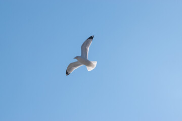Seagull in the blue sky