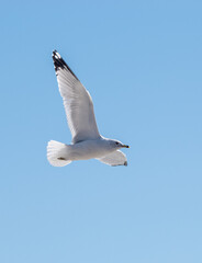 Spread your wings