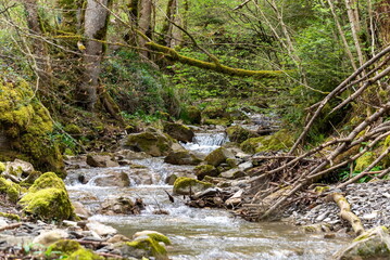 stream in the forest