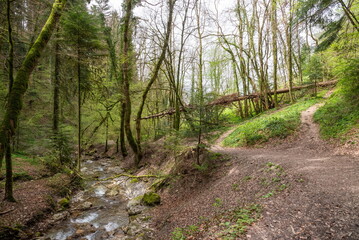 path in the woods