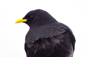 bird