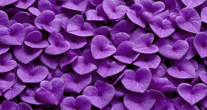 close up of pink flower