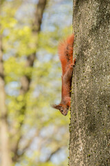 squirrel, tree trunk, coming down, sciurus vulgaris, rodent, red, beech, spring, forest, park