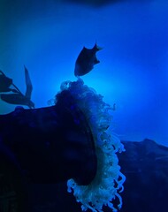 underwater scene with fishes