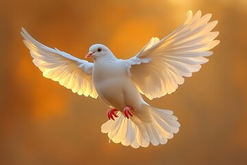 Obraz premium White dove flying in sky with sun rays