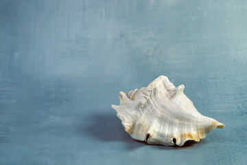 Ivory Seashell on a Blue-Gray Background