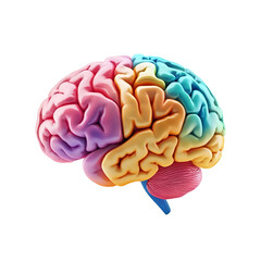 Colorful Human Brain png Anatomy.Realistic human brain png with Neuroscience Brain Image with No Background