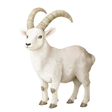 White Mountain Goat with Curved Horns Standing in Attention - Detailed Illustration of an Ibex