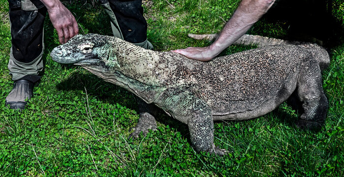 Komodo dragon and human hahds. Latin name - Varanus komodoensis	
