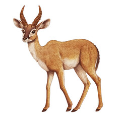 Fototapeta premium Realistic illustration of a Kudu antelope standing gracefully in a natural pose, showcasing its unique features and beauty