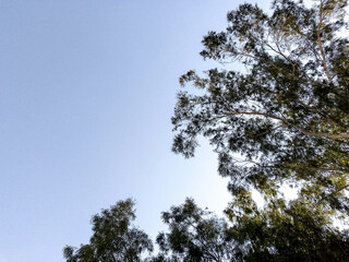 Tree Branches with cleared sky background