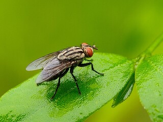 House fly on green leaf with orange head