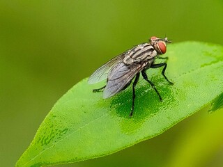 The yellow-headed fly landed on a very calm leaf