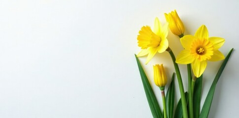 Daffodil blooms in yellow on a white chalkboard background, chalkboard, daffodil