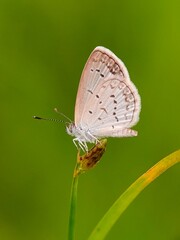 Very calm little brown butterfly