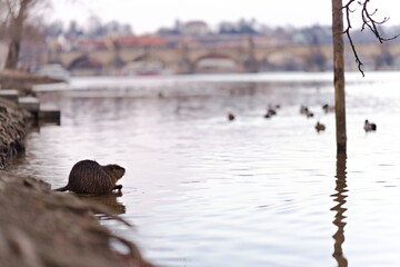 nutria nad brzegiem rzeki z widokiem na most © Piotr