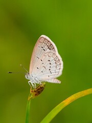 Brownish white butterfly with black markings