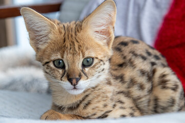 Savannah F1 HP Kitten resting in the house The Savannah is a breed of hybrid cat developed in the late 20th century from crossing a serval (Leptailurus serval) with a domestic cat
