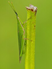 green grasshopper with very small legs