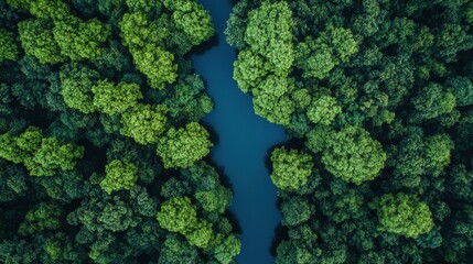 Aerial view of lush green trees surrounding a serene blue river.