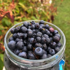 blueberries in a basket