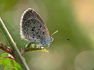 small brown butterfly in the morning