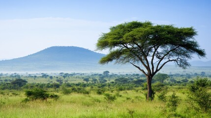 Obraz premium Lush Green Savannah Landscape with Isolated Tree and Rolling Hills under Blue Sky